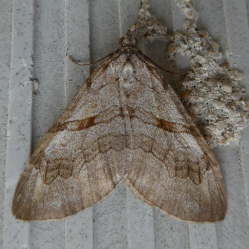 Réf. 342 007 : Aplocera sp.